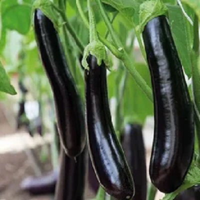 Баклажан "Меч Самурая" Solanum melongena "Mesh Samuraiy" Р9