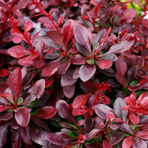Барбарис краснолистный Berberis thunbergii f. atropurpurea
