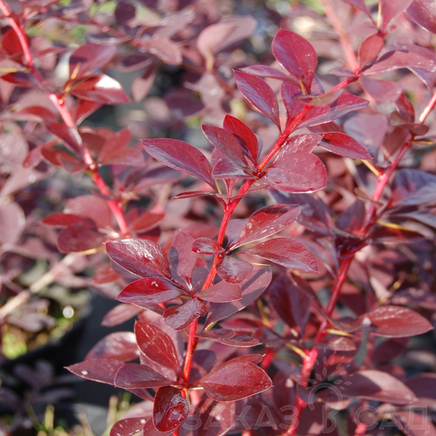 Барбарис оттавский "Аурикома" Berberis ottawensis "Auricoma"