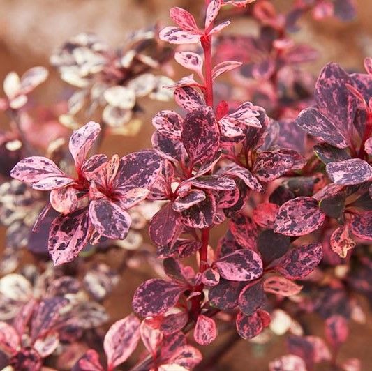 Барбарис Тунберга "Арлекин" Berberis Thunbergii "Harlequin"