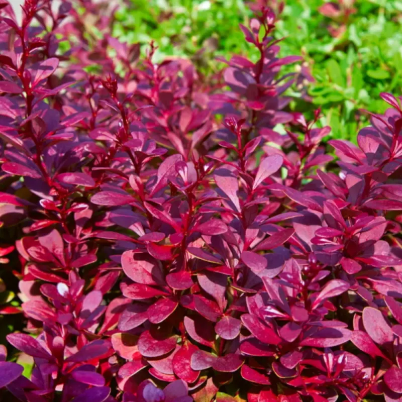 Барбарис Тунберга "Атропурпуреа" Berberis Thunbergii "Atropurpurea"