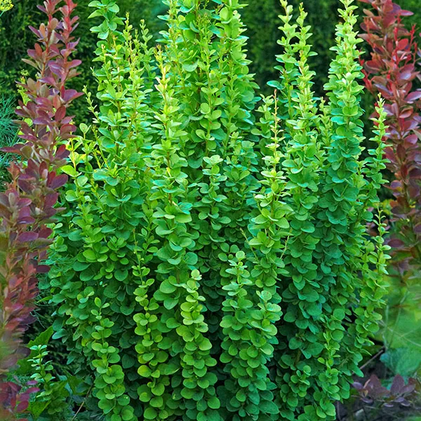 Барбарис Тунберга "Эректа" Berberis Thunbergii "Erecta"