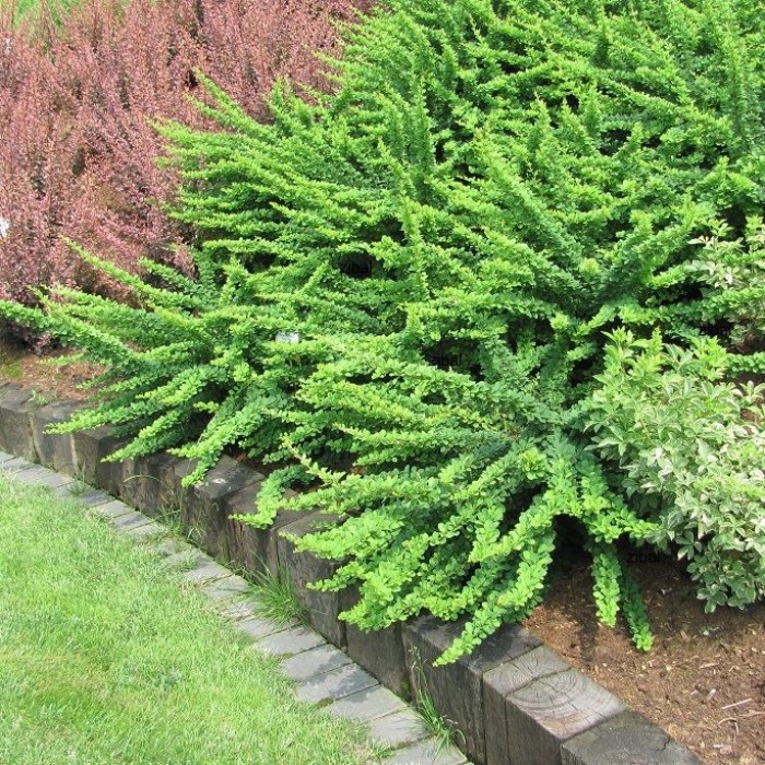 Барбарис Тунберга "Грин Карпет" Berberis Thunbergii "Green carpet"