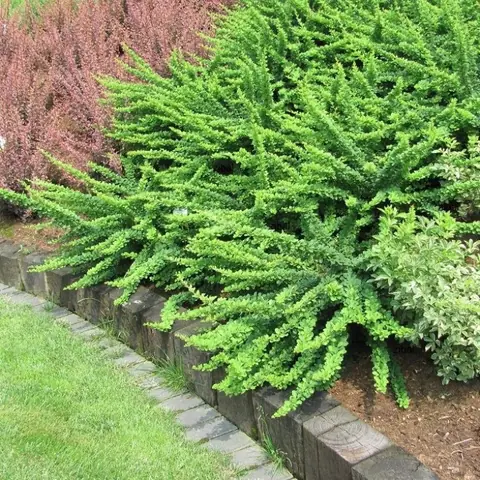 Барбарис Тунберга "Грин Карпет" Berberis Thunbergii "Green carpet"
