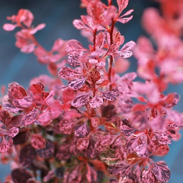 Барбарис Тунберга "Пинк Квин" Berberis Thunbergii "Pink Queen"