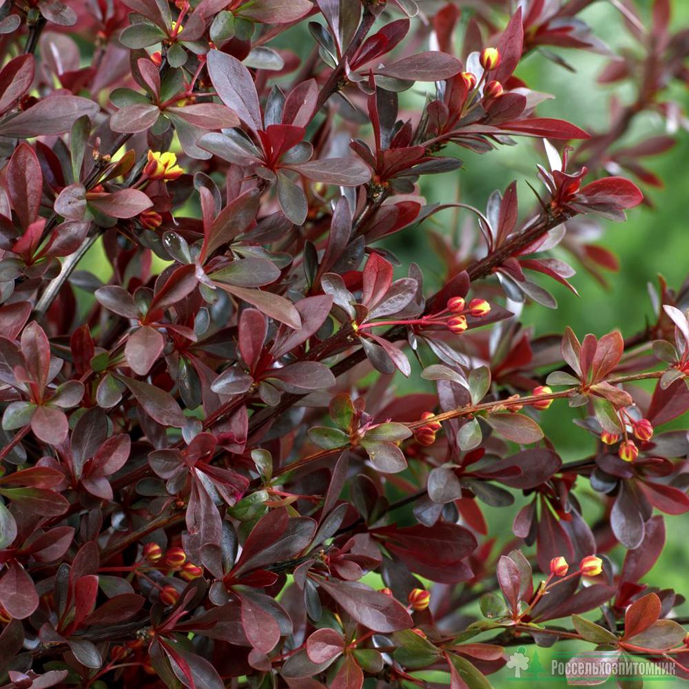 Барбарис Тунберга "Ред Чиф" Berberis Thunbergii "Red Chief"