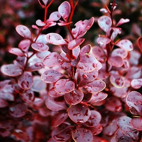 Барбарис Тунберга "Ред Пиллар" Berberis Thunbergii "Red Pillar"