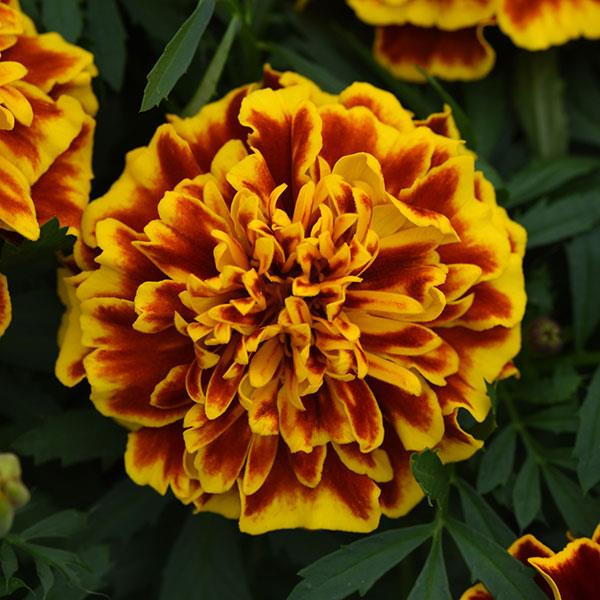 Бархатцы отклоненные «Бонанза Болеро» Tagetes patula "Bonanza Bolero"