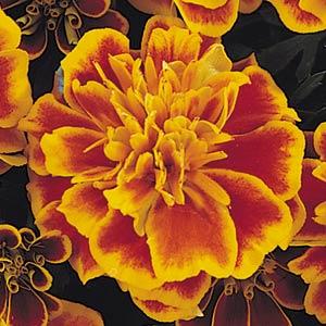 Бархатцы отклоненные «Бонанза Флейм» Tagetes patula "Bonanza Flame"