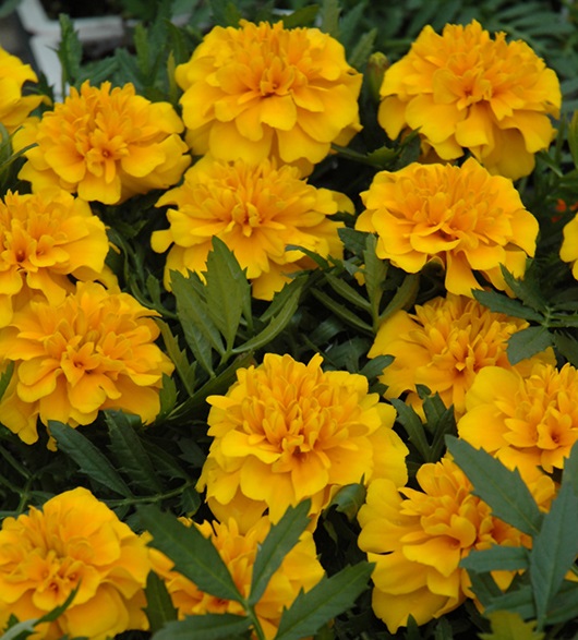Бархатцы отклоненные «Бонанза Голд» Tagetes patula "Bonanza Gold"
