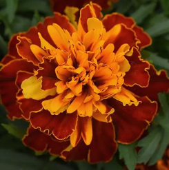 Бархатцы отклоненные «Бонанза Хармони» Tagetes patula "Bonanza Harmony"