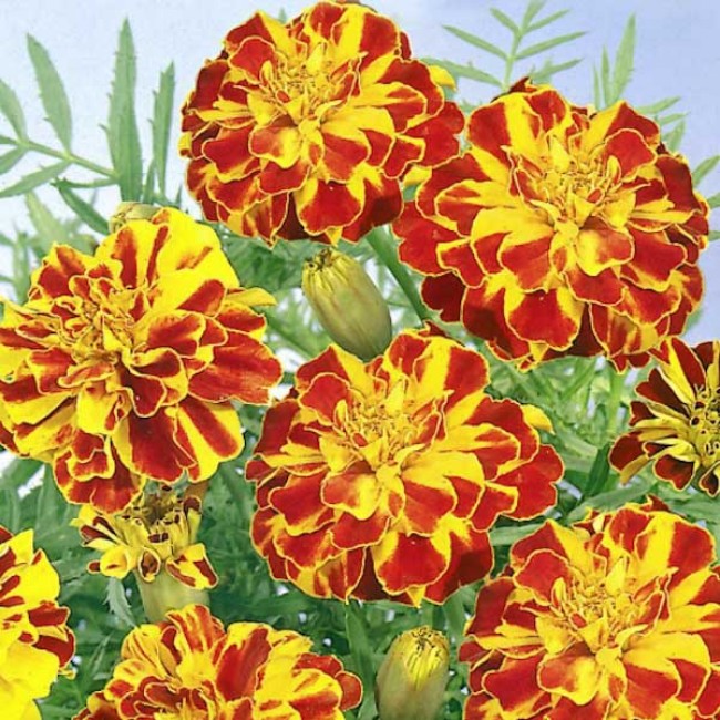 Бархатцы отклоненные «Дюранго Болеро» Tagetes patula "Durango Bolero"
