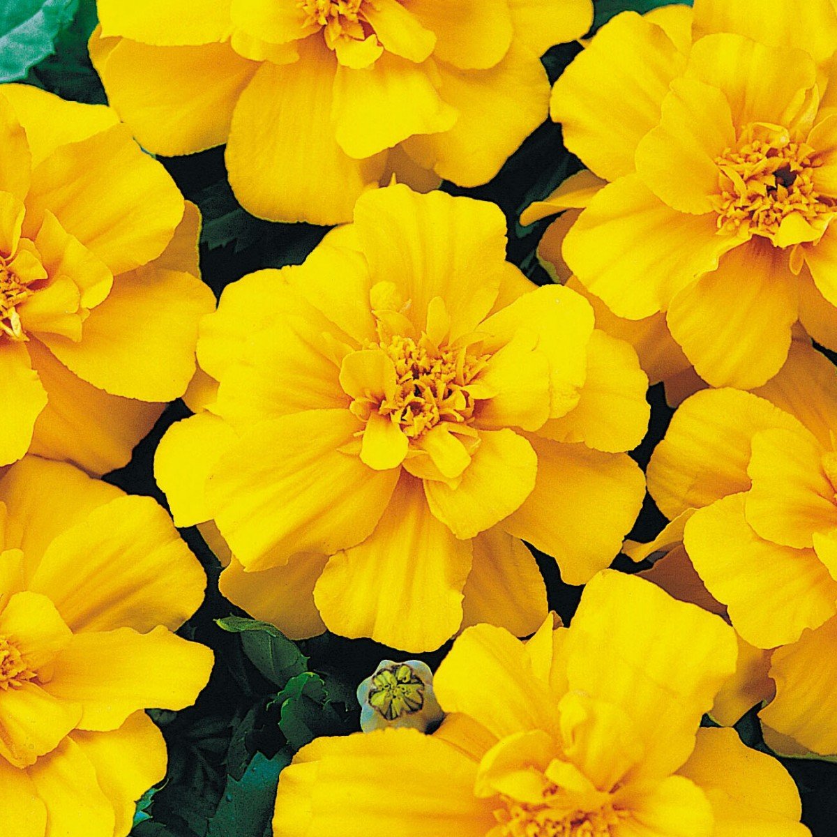 Бархатцы отклоненные «Дюранго Голд» Tagetes patula "Durango Gold"