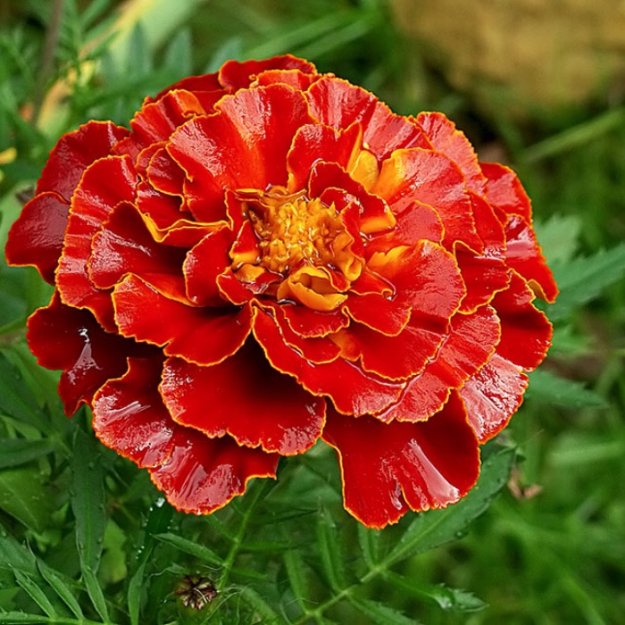 Бархатцы отклоненные «Дюранго Ред» Tagetes patula "Durango Red"