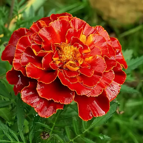 Бархатцы отклоненные «Дюранго Ред» Tagetes patula "Durango Red"