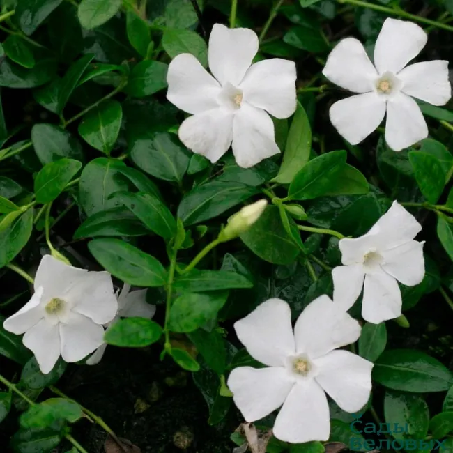 Барвинок малый "Альба" Vinca minor "Alba"