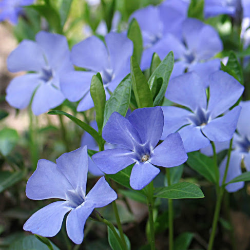 Барвинок малый Vinca minor С2/3