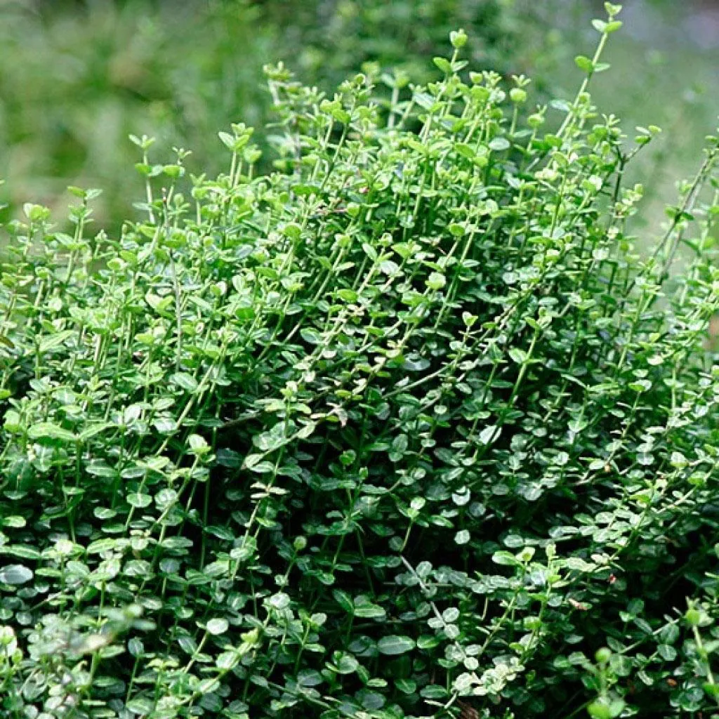 Бересклет Форчуна "Минимус" Euonymus fortunei "Minimus"
