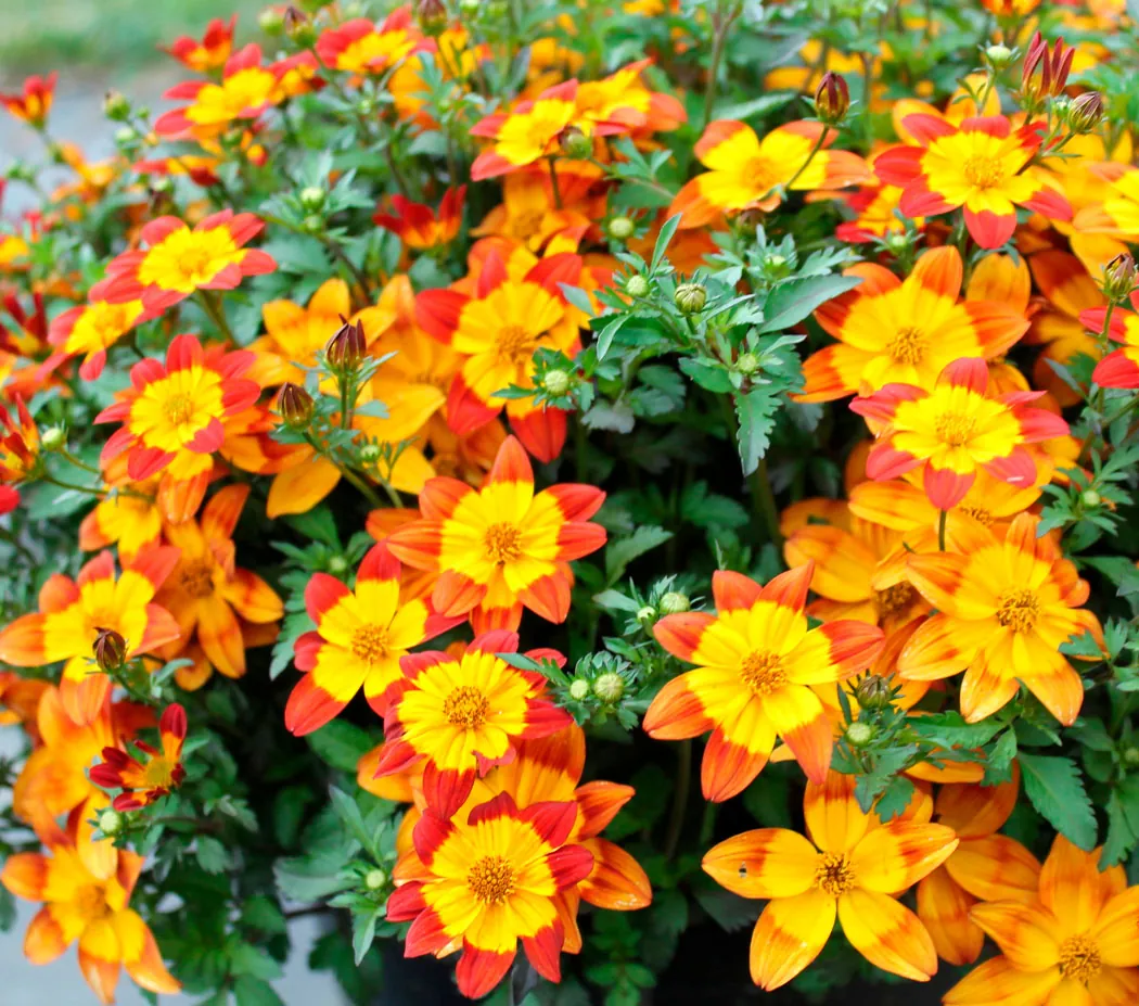 Биденс ферулелистная "Биди Бум Ред Ай" Bidens ferulifolia "Bidy Boom Red Eye"