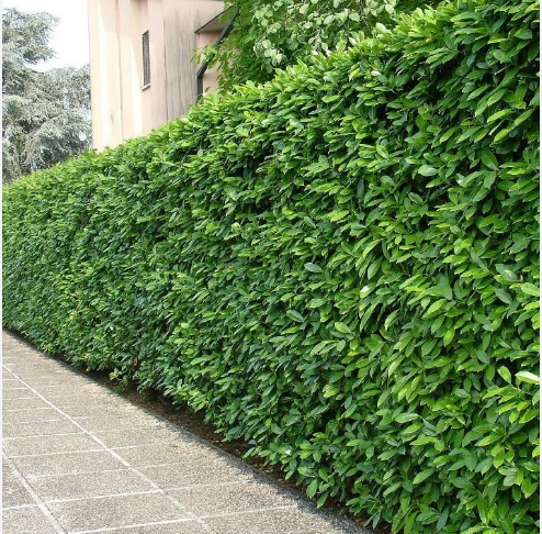 Бирючина обыкновенная Ligustrum vulgare