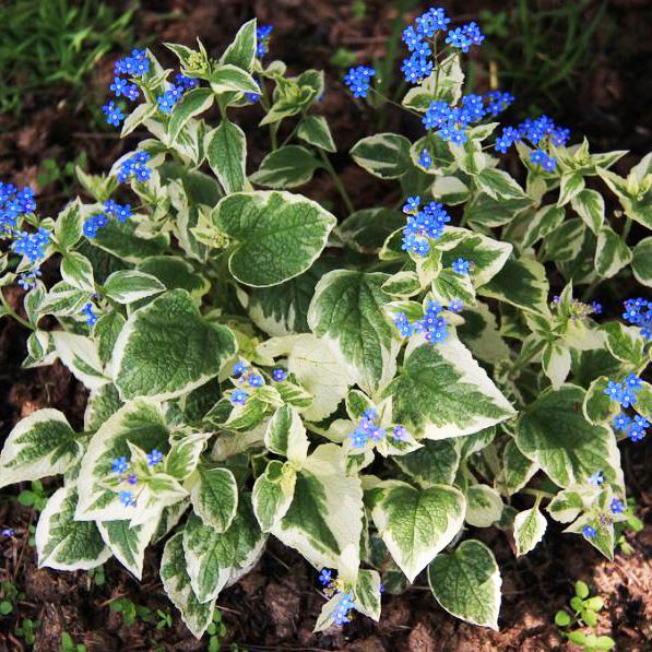 Бруннера крупнолистная "Вариегата" Brunnera macrophilla "Variegata" С2/3