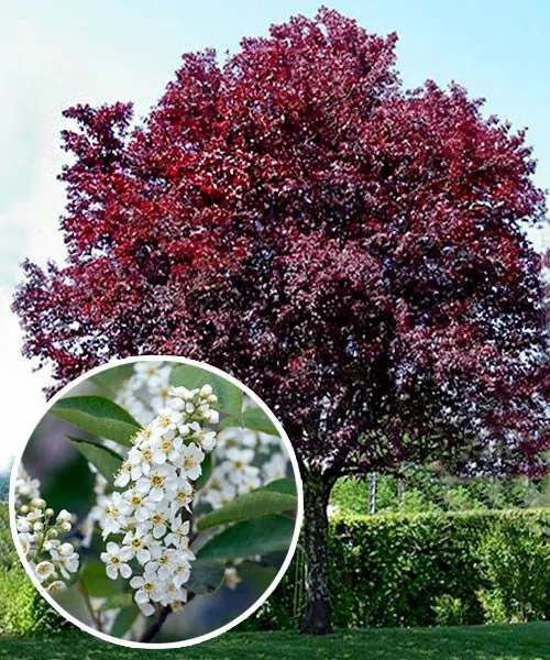 Черемуха Шуберта Prunus virginiana "Shubert"