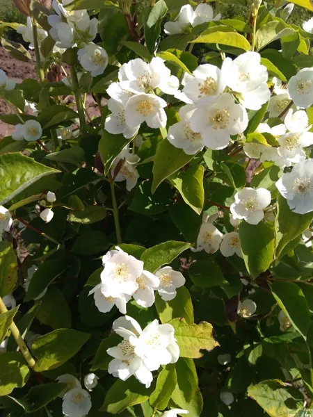 Чубушник обыкновенный Philadelphus
