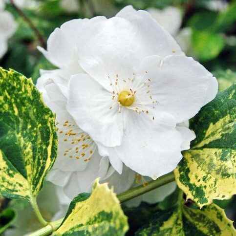 Чубушник Philadelphus coronarius "Izobiliye"