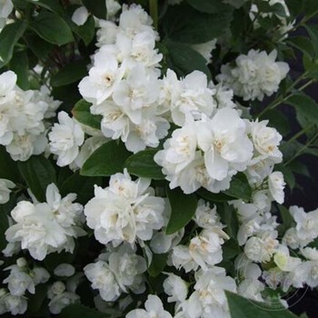 Чубушник Philadelphus "Girandole"