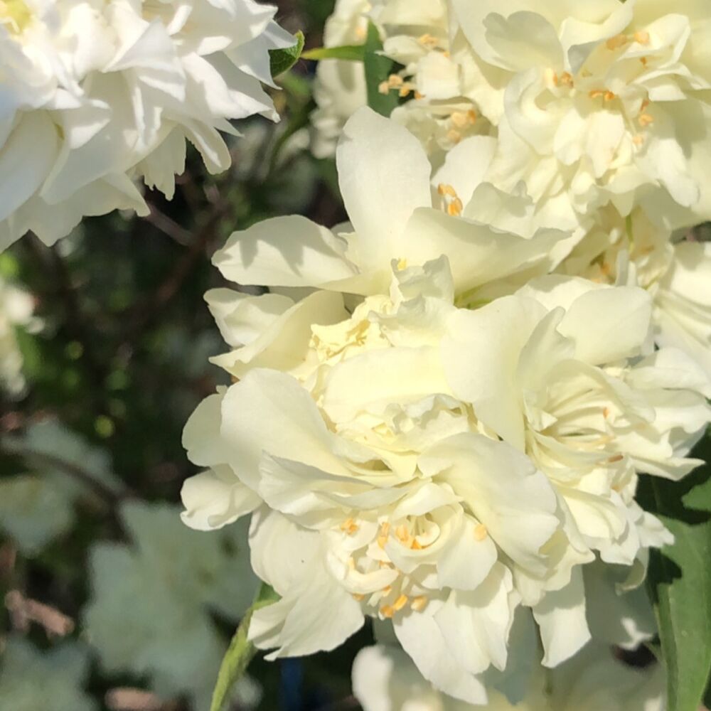 Чубушник Philadelphus "Memory of Vekhov"