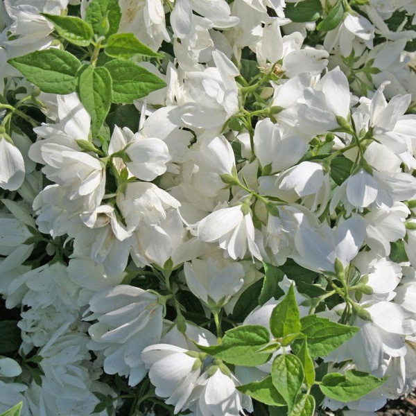 Чубушник Philadelphus "Mont Blanc"
