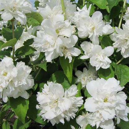 Чубушник Philadelphus "Schneesturm"