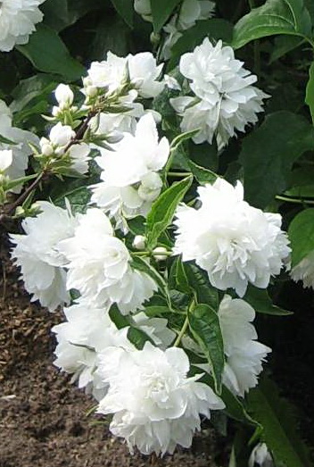 Чубушник Philadelphus "Snezhnaja Lavina"