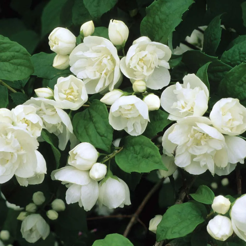 Чубушник Philadelphus "Virginal"