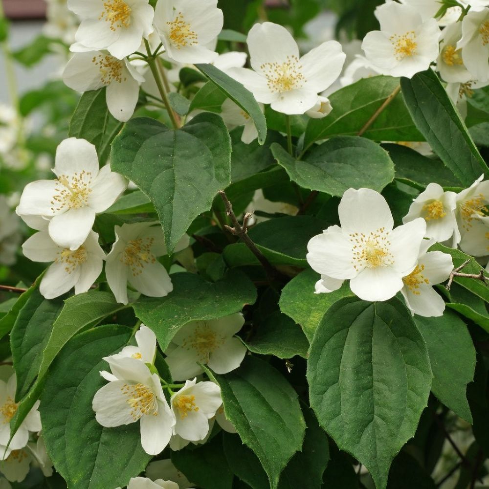 Чубушник венечный Philadelphus coronarius