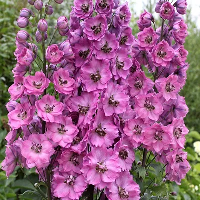 Дельфиниум тихоокеанский "Астолат" Delphinium рacific "Astolat"