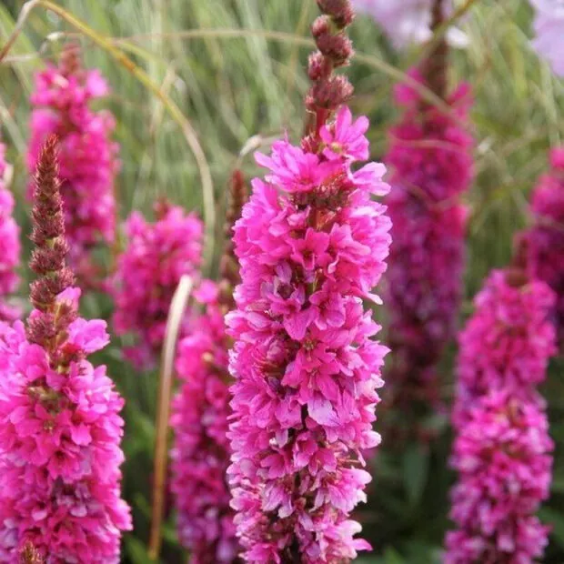Дербенник иволистный "Рози Джем" Lythrum salicaria "Rosy Gem"