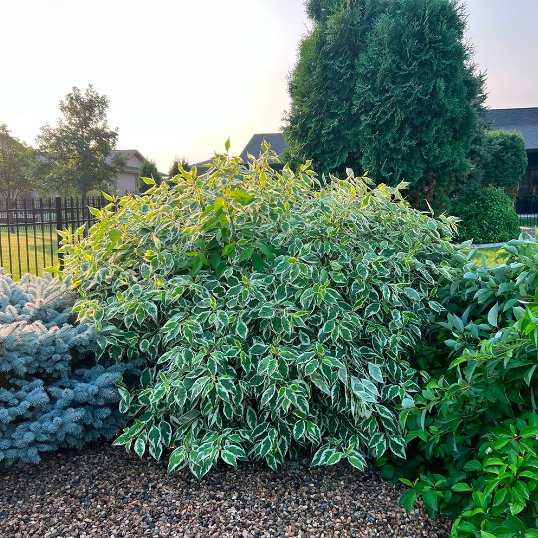Дерен белый "Айвори Хало" Cornus alba "Ivory Halo"
