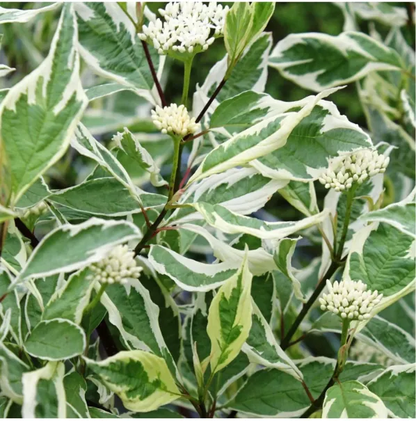 Дерен белый "Элегантиссима" Cornus alba "Elegantissima"