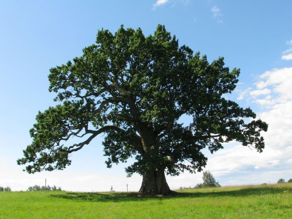 Дуб черешчатый Quercus robur (Ком+Сетка), h=2.0-2.5