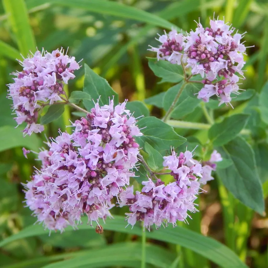 Душица обыкновенная "Маргарита" Origanum vulgare "Margeritha"