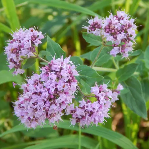 Душица обыкновенная "Маргарита" Origanum vulgare "Margeritha" С2/3