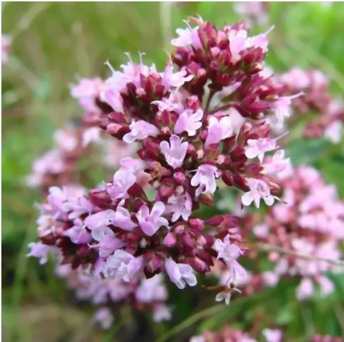 Душица "Пончо" Origanum vulgare "Poncho"