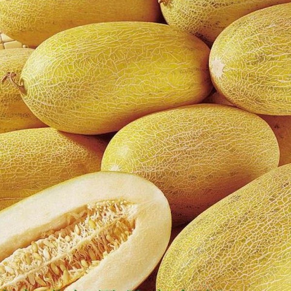 Дыня "Торпеда" Cucumis melo "Torpedo"