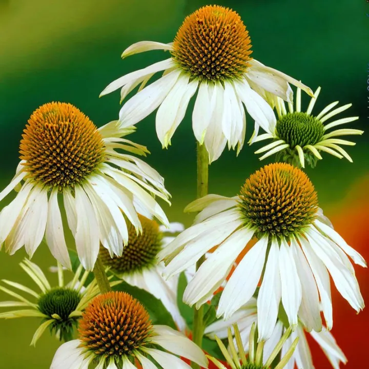 Эхинацея пурпурная "Альба" Echinacea purpurea "Alba"