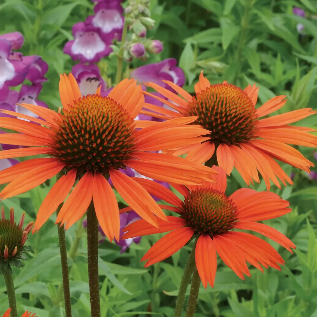 Эхинацея пурпурная "Прейри Блейз Оранж Сансет" Echinacea purpurea "Prairie Blaze Orange Sunset"