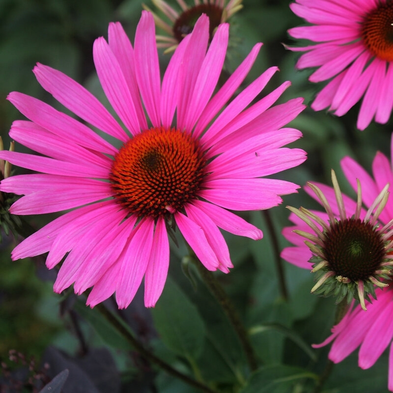 Эхинацея пурпурная "Руби Глоу" Echinacea purpurea "Ruby Glow" С2/3
