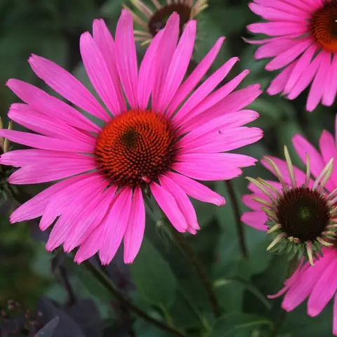 Эхинацея пурпурная "Руби Глоу" Echinacea purpurea "Ruby Glow" С2/3