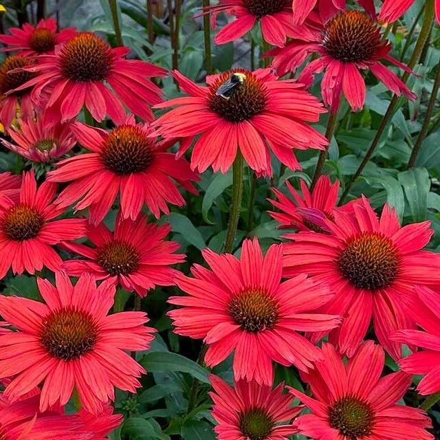 Эхинацея пурпурно-красная Echinacea purpure Р9