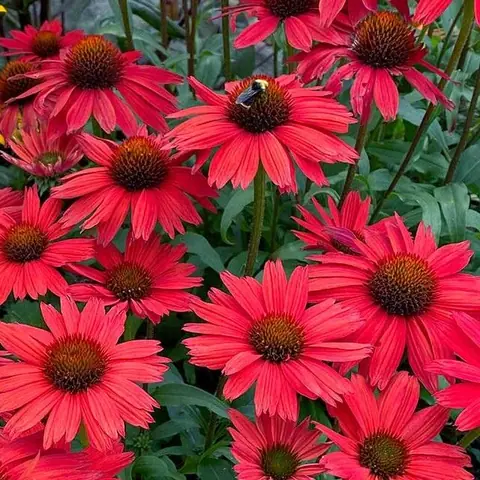Эхинацея пурпурно-красная Echinacea purpure Р9
